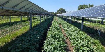 Solar panels over crops ease heat stress for farmworkers