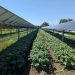 Solar panels over crops ease heat stress for farmworkers