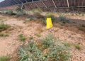 Rare Mojave milkvetch thrives amid Gemini solar array