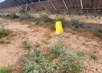 Rare Mojave milkvetch thrives amid Gemini solar array
