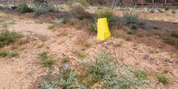 Rare Mojave milkvetch thrives amid Gemini solar array