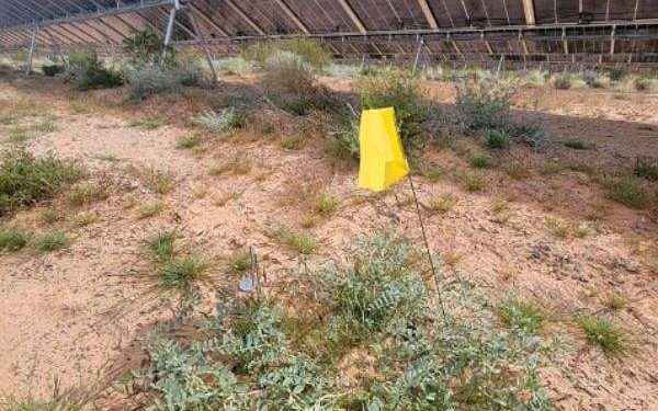 Rare Mojave milkvetch thrives amid Gemini solar array