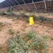 Rare Mojave milkvetch thrives amid Gemini solar array