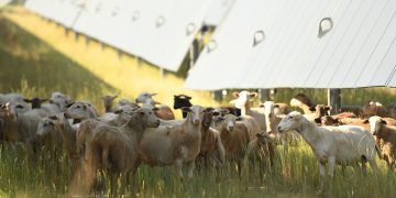 Ohio power board cancels 94-MW agrivoltaic solar project