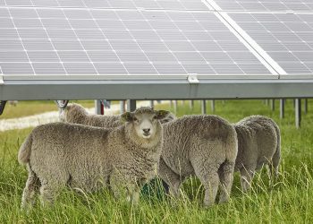 Chaberton Energy seeks farmers for agrivoltaic projects in Maryland