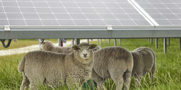 Chaberton Energy seeks farmers for agrivoltaic projects in Maryland