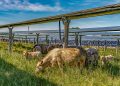 Silicon Ranch debuts cattle-friendly solar tracker technology in Tennessee