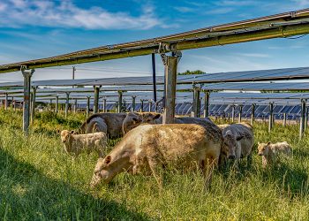 Silicon Ranch debuts cattle-friendly solar tracker technology in Tennessee