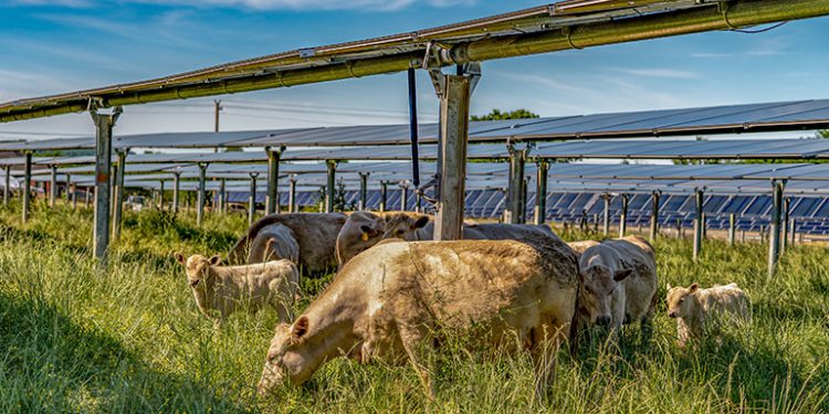 Silicon Ranch debuts cattle-friendly solar tracker technology in Tennessee