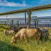 Silicon Ranch debuts cattle-friendly solar tracker technology in Tennessee