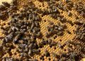 Skyview Ventures integrates monitoring program for beekeeping on solar project sites