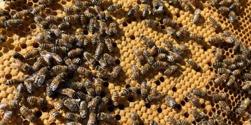 Skyview Ventures integrates monitoring program for beekeeping on solar project sites