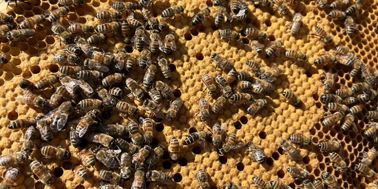 Skyview Ventures integrates monitoring program for beekeeping on solar project sites