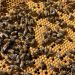 Skyview Ventures integrates monitoring program for beekeeping on solar project sites