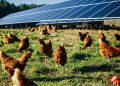 Emergent Solar installs nine on-farm solar projects for organic egg farms