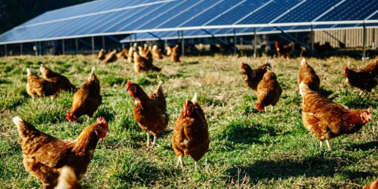 Emergent Solar installs nine on-farm solar projects for organic egg farms