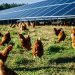 Emergent Solar installs nine on-farm solar projects for organic egg farms