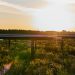 Private equity firm acquiring EDF’s North American renewables business